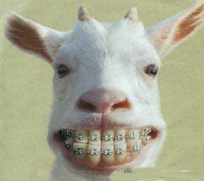 aiwa mali walw l7ayawanat kaydiro les bage mab9a mayt9al